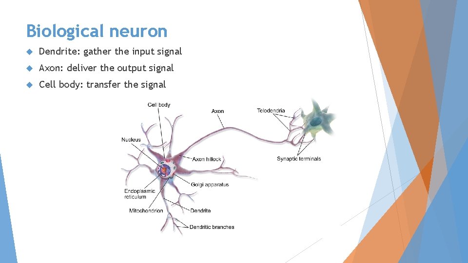 Biological neuron Dendrite: gather the input signal Axon: deliver the output signal Cell body: