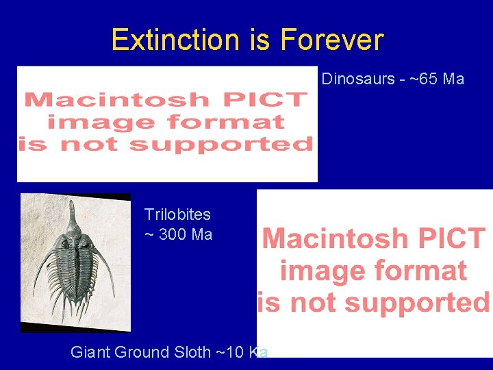 Extinction is Forever Dinosaurs - ~65 Ma Trilobites ~ 300 Ma Giant Ground Sloth