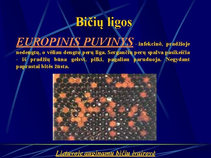 Bičių ligos EUROPINIS PUVINYS - infekcinė, pradžioje nedengtų, o vėliau dengtų perų liga. Sergančių