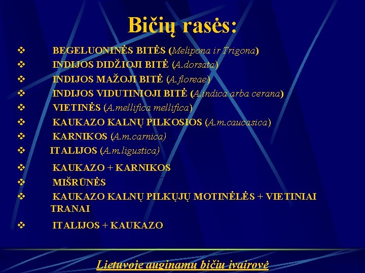 Bičių rasės: v v v v BEGELUONINĖS BITĖS (Melipona ir Trigona) INDIJOS DIDŽIOJI BITĖ