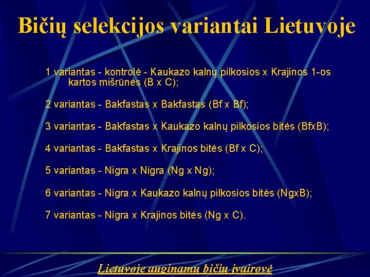Bičių selekcijos variantai Lietuvoje 1 variantas - kontrolė - Kaukazo kalnų pilkosios x Krajinos