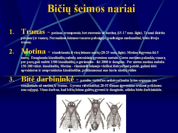 Bičių šeimos nariai 1. Tranas - patinas, trumpesnis, bet storesnis už motiną (15 -17