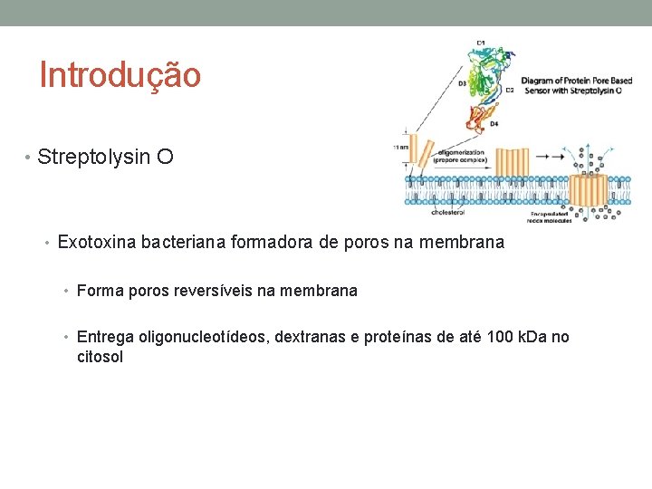 Introdução • Streptolysin O • Exotoxina bacteriana formadora de poros na membrana • Forma