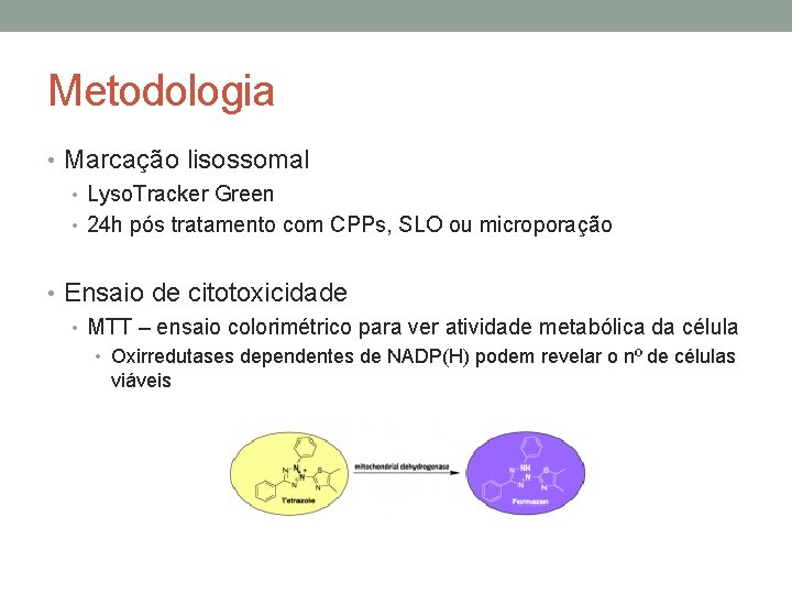 Metodologia • Marcação lisossomal • Lyso. Tracker Green • 24 h pós tratamento com