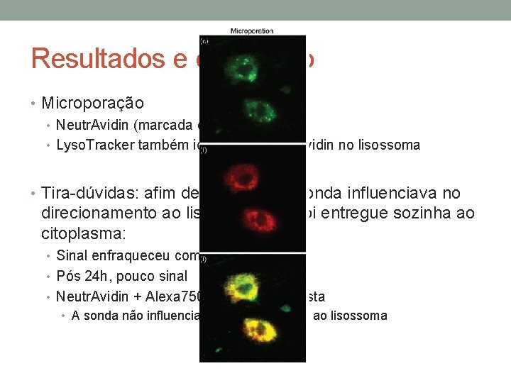 Resultados e discussão • Microporação • Neutr. Avidin (marcada com Cy 5) • Lyso.
