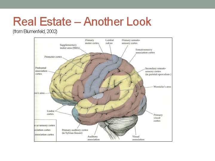 Real Estate – Another Look (from Blumenfeld, 2002) 