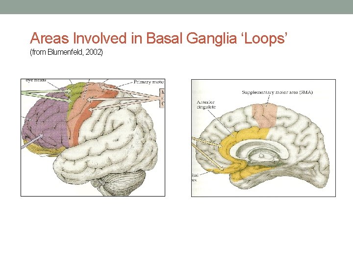 Areas Involved in Basal Ganglia ‘Loops’ (from Blumenfeld, 2002) 