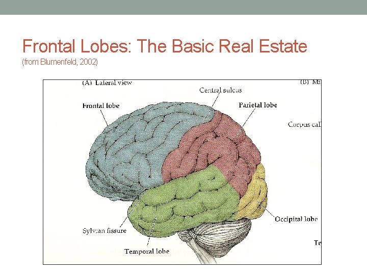 Frontal Lobes: The Basic Real Estate (from Blumenfeld, 2002) 