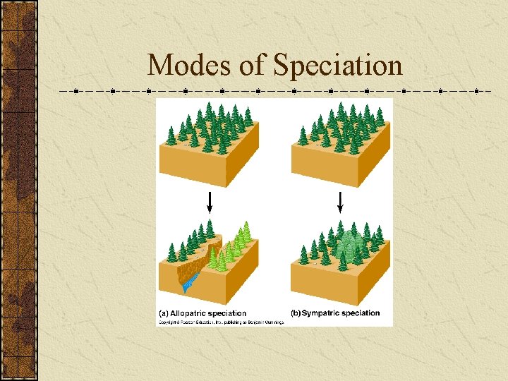 Modes of Speciation 