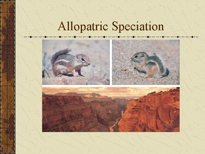 Allopatric Speciation 