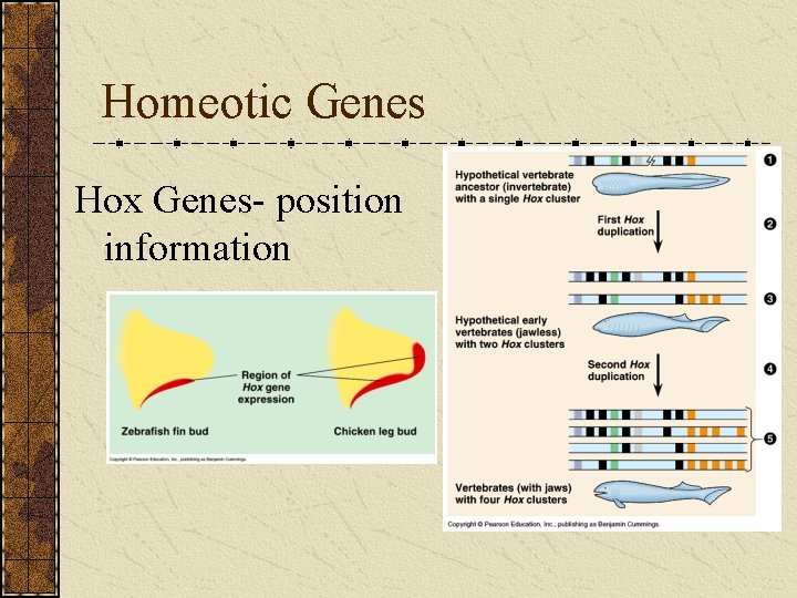 Homeotic Genes Hox Genes- position information 