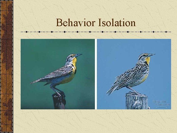 Behavior Isolation 