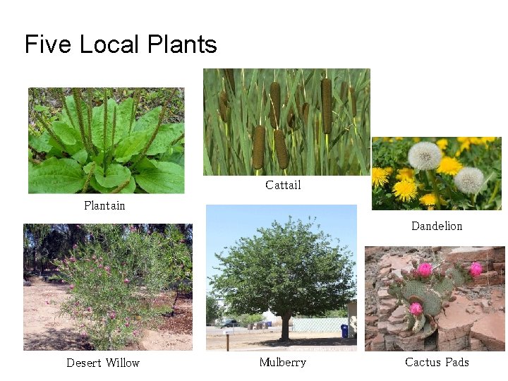 Five Local Plants Cattail Plantain Dandelion Desert Willow Mulberry Cactus Pads 