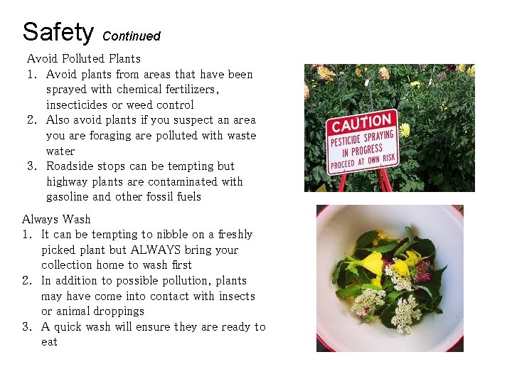 Safety Continued Avoid Polluted Plants 1. Avoid plants from areas that have been sprayed