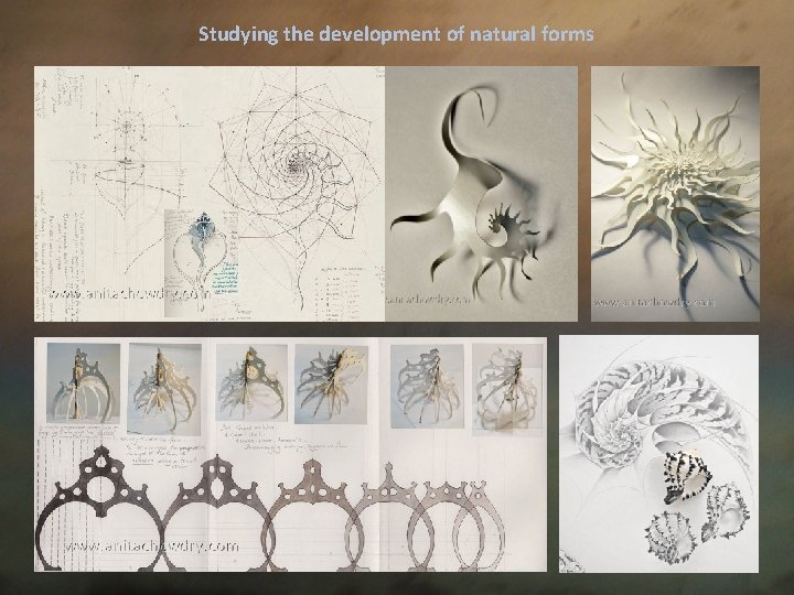 Studying the development of natural forms 