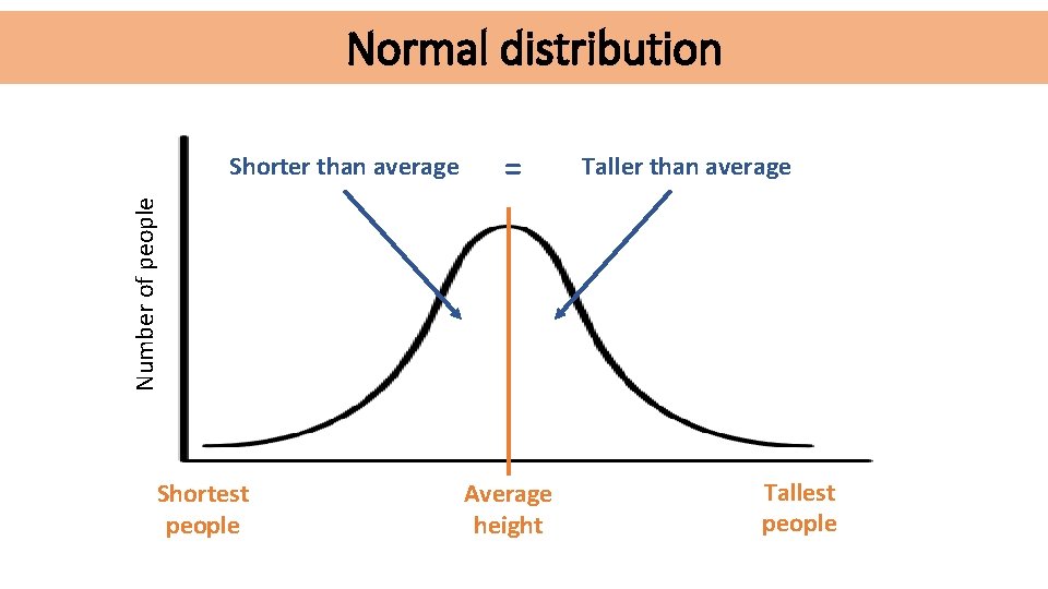 Normal distribution = Taller than average Number of people Shorter than average Shortest people