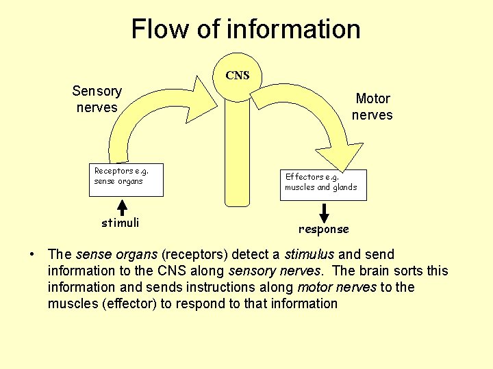 Flow of information CNS Sensory nerves Receptors e. g. sense organs stimuli Motor nerves