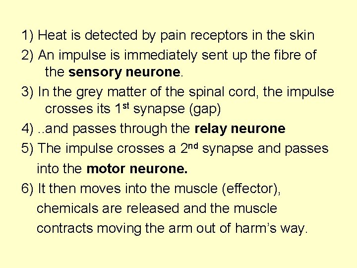 1) Heat is detected by pain receptors in the skin 2) An impulse is
