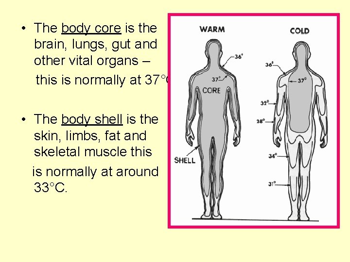  • The body core is the brain, lungs, gut and other vital organs
