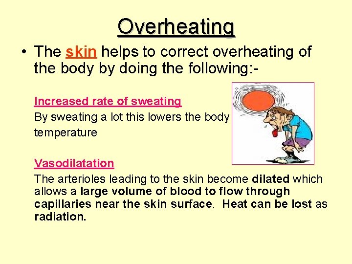 Overheating • The skin helps to correct overheating of the body by doing the