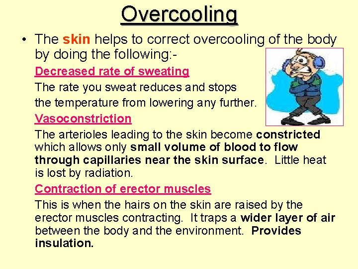 Overcooling • The skin helps to correct overcooling of the body by doing the