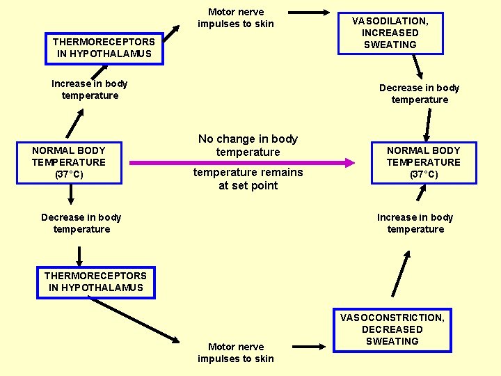 Motor nerve impulses to skin THERMORECEPTORS IN HYPOTHALAMUS Increase in body temperature NORMAL BODY
