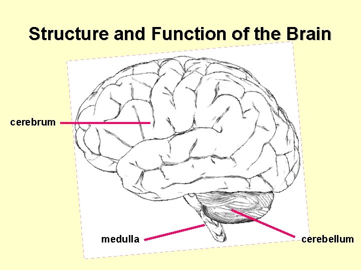 Structure and Function of the Brain cerebrum medulla cerebellum 