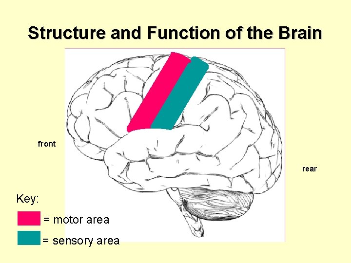 Structure and Function of the Brain front rear Key: = motor area = sensory
