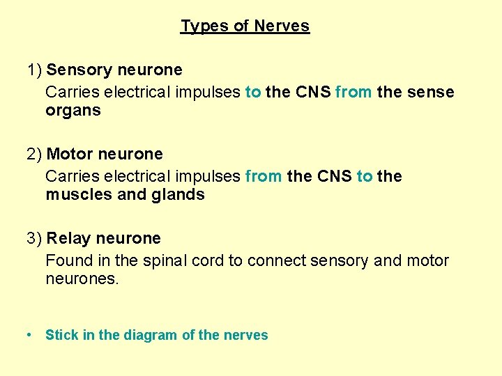 Types of Nerves 1) Sensory neurone Carries electrical impulses to the CNS from the
