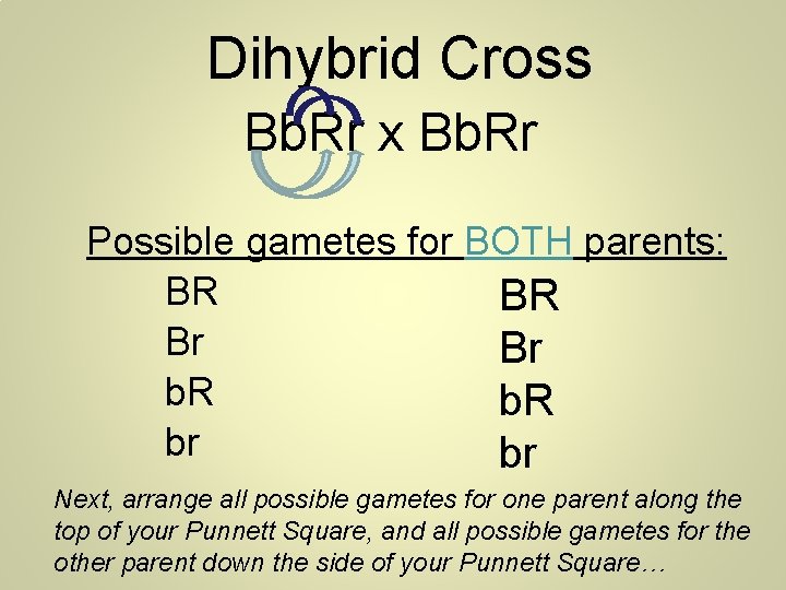 Dihybrid Cross Bb. Rr x Bb. Rr Possible gametes for BOTH parents: BR BR