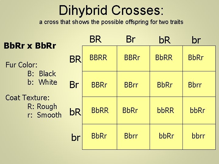 Dihybrid Crosses: a cross that shows the possible offspring for two traits BR Br