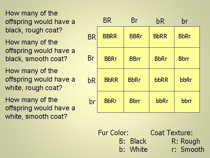 How many of the offspring would have a black, rough coat? How many of