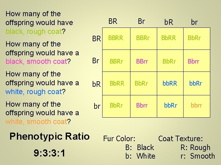 How many of the offspring would have black, rough coat? How many of the