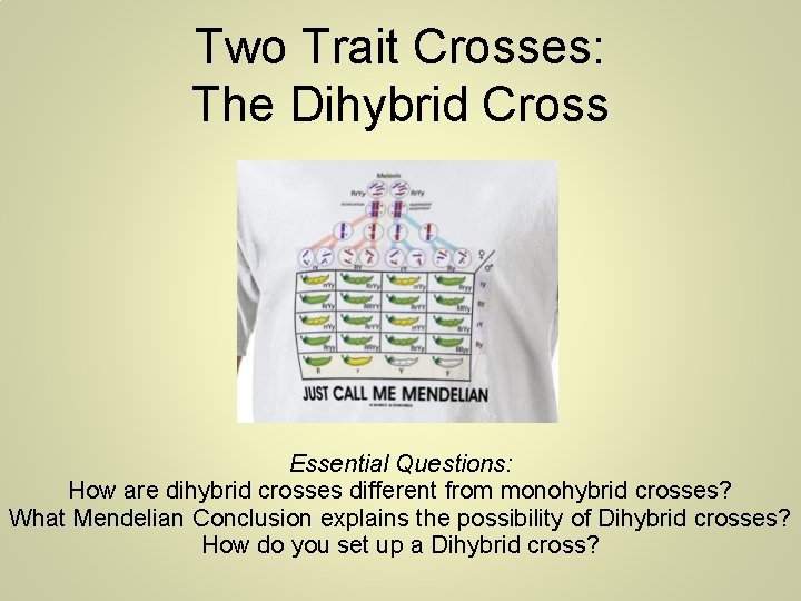 Two Trait Crosses: The Dihybrid Cross Essential Questions: How are dihybrid crosses different from