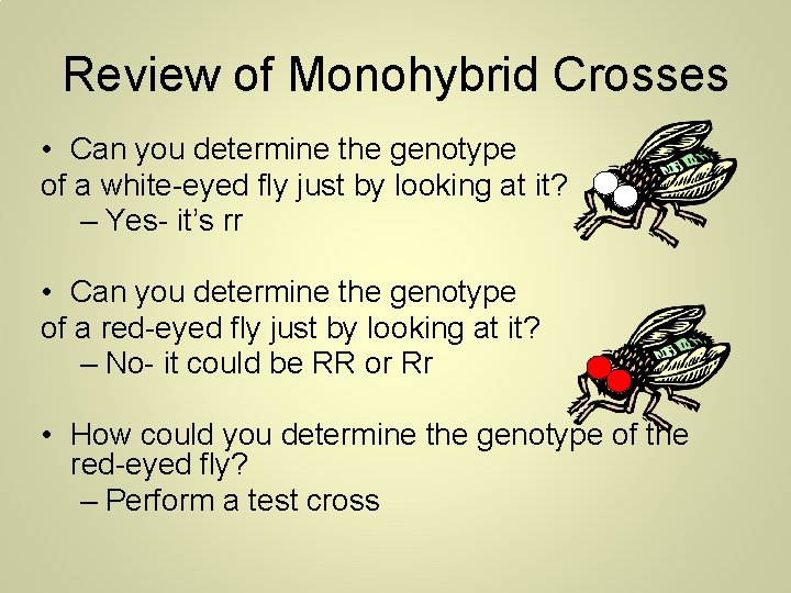 Review of Monohybrid Crosses • Can you determine the genotype of a white-eyed fly