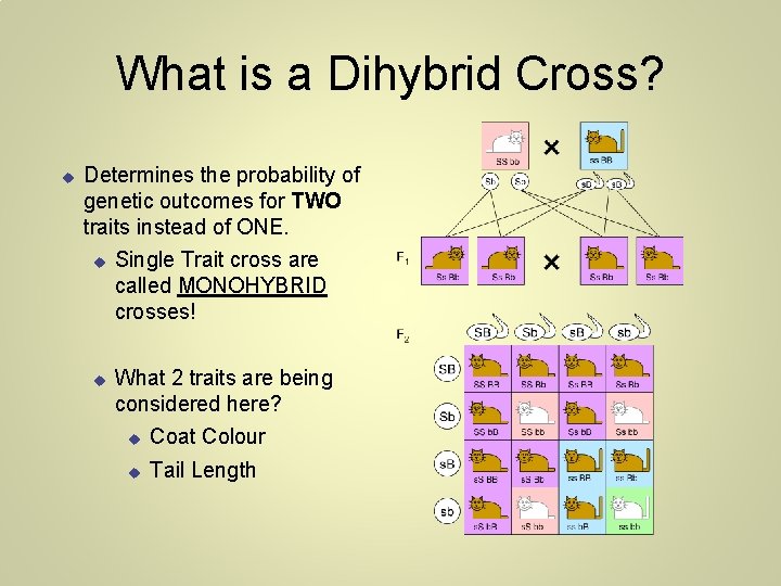 What is a Dihybrid Cross? Determines the probability of genetic outcomes for TWO traits