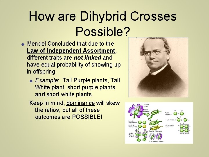 How are Dihybrid Crosses Possible? Mendel Concluded that due to the Law of Independent