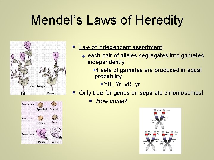 Mendel’s Laws of Heredity Law of independent assortment: each pair of alleles segregates into