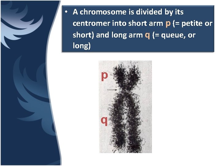  • A chromosome is divided by its centromer into short arm p (=