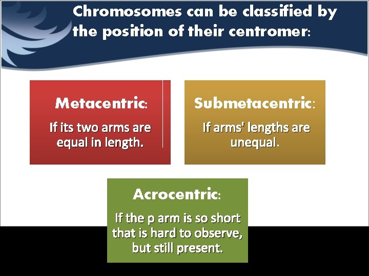 Chromosomes can be classified by the position of their centromer: Metacentric: Submetacentric: If its