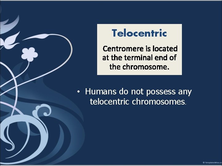 Telocentric Centromere is located at the terminal end of the chromosome. • Humans do