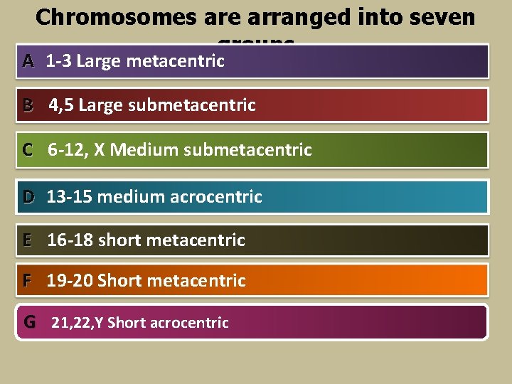 Chromosomes are arranged into seven groups A 1 -3 Large metacentric B 4, 5