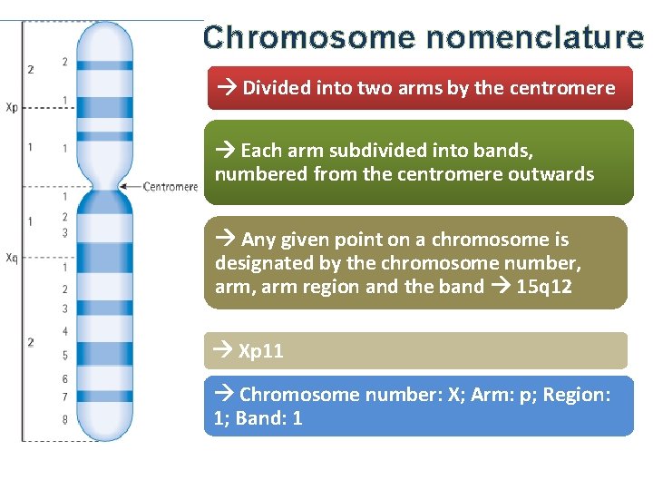 Chromosome nomenclature Divided into two arms by the centromere Each arm subdivided into bands,