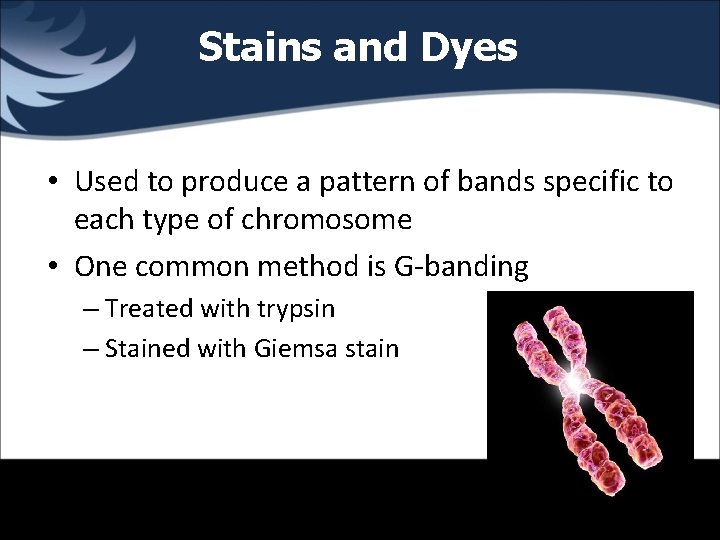 Stains and Dyes • Used to produce a pattern of bands specific to each