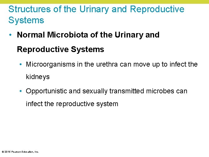 Structures of the Urinary and Reproductive Systems • Normal Microbiota of the Urinary and