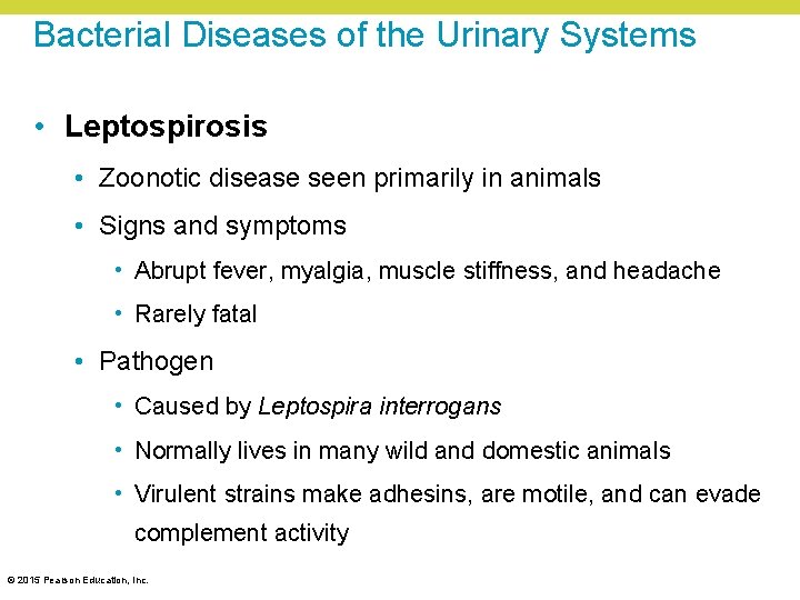 Bacterial Diseases of the Urinary Systems • Leptospirosis • Zoonotic disease seen primarily in