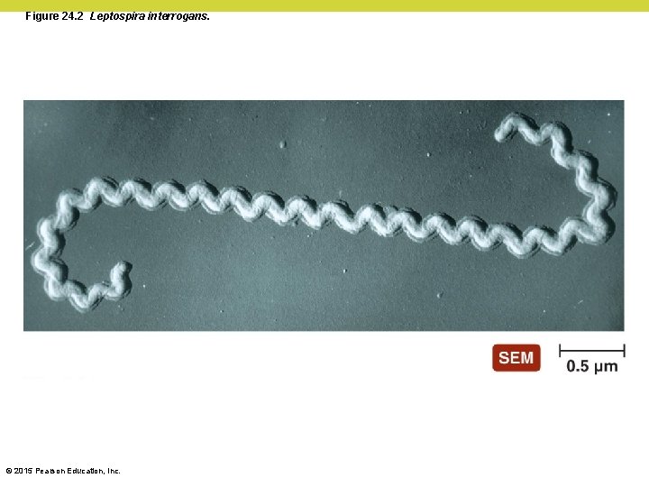 Figure 24. 2 Leptospira interrogans. © 2015 Pearson Education, Inc. 