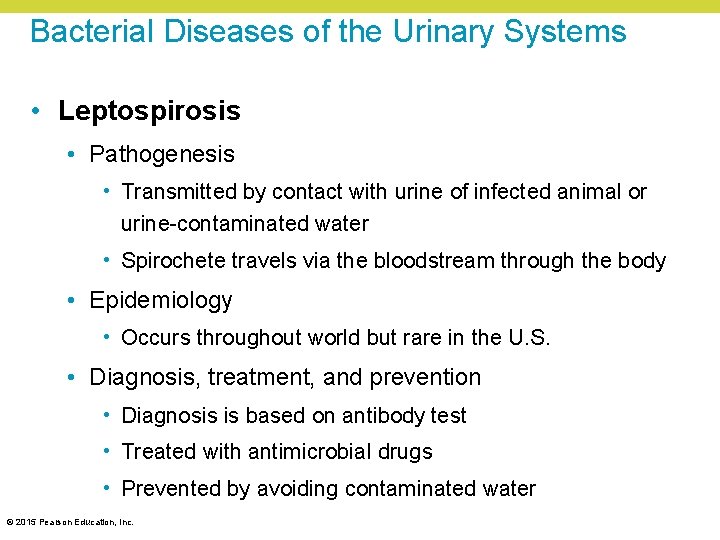Bacterial Diseases of the Urinary Systems • Leptospirosis • Pathogenesis • Transmitted by contact