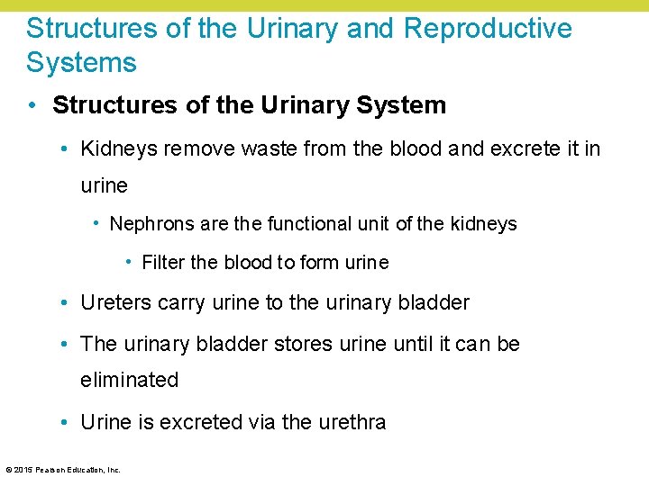 Structures of the Urinary and Reproductive Systems • Structures of the Urinary System •