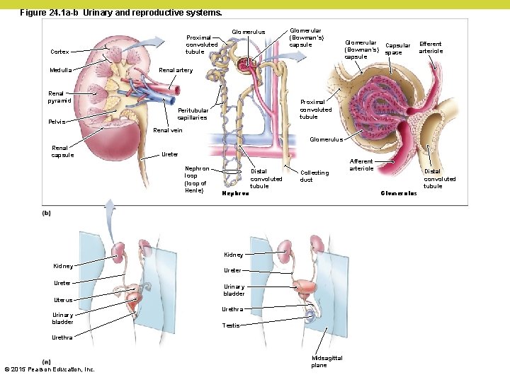 Figure 24. 1 a-b Urinary and reproductive systems. Proximal convoluted tubule Cortex Medulla Glomerulus
